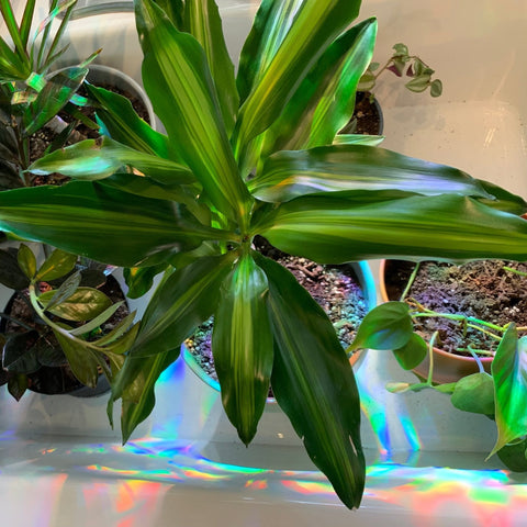 How to Water House Plants | 5 Quick & Dirty Tips - repotted
