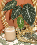 Espresso • Compostable Dark Roast Coffee - repotted Coffee