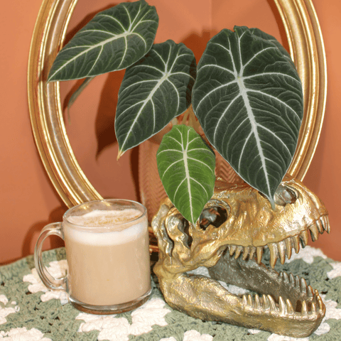 Espresso • Compostable Dark Roast Coffee - repotted Coffee